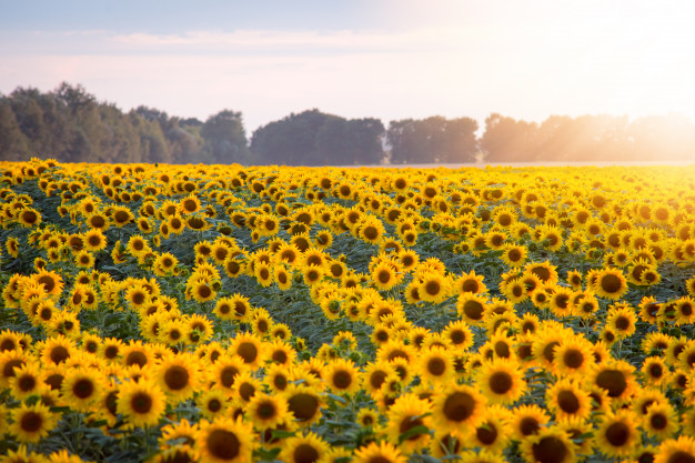 campo-de-girassois-florescendo-e-sol-nascente-com-raios-quentes_123211-230